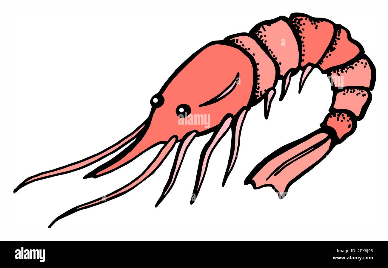 shrimp, prawn, seafood, colorful sketch, drawing, red color Stock Photo