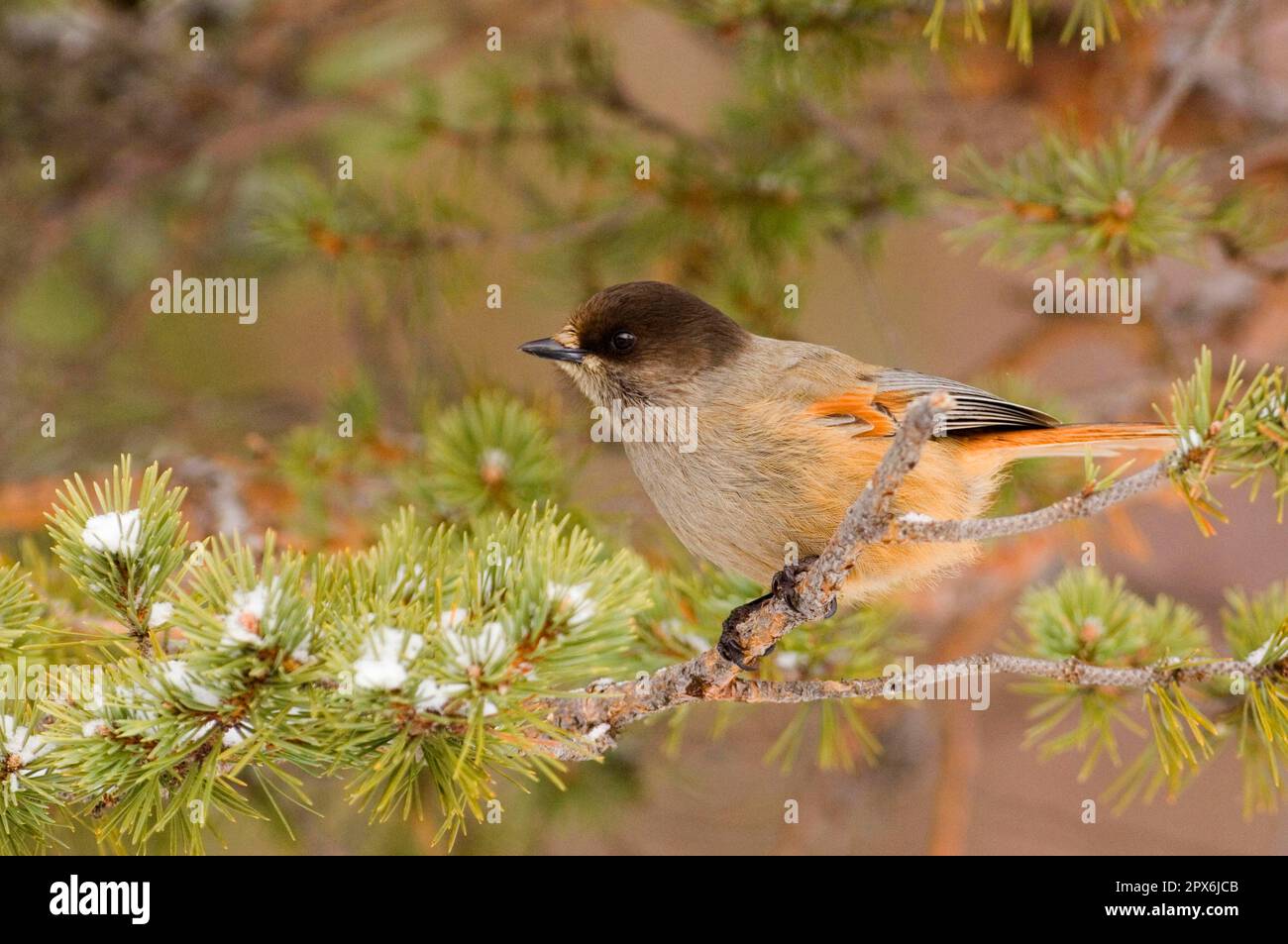 Siberian jay (Perisoreus infaustus), corvids, songbirds, animals, birds, Siberian Jay adult, perched on snow covered twig in coniferous forest Stock Photo