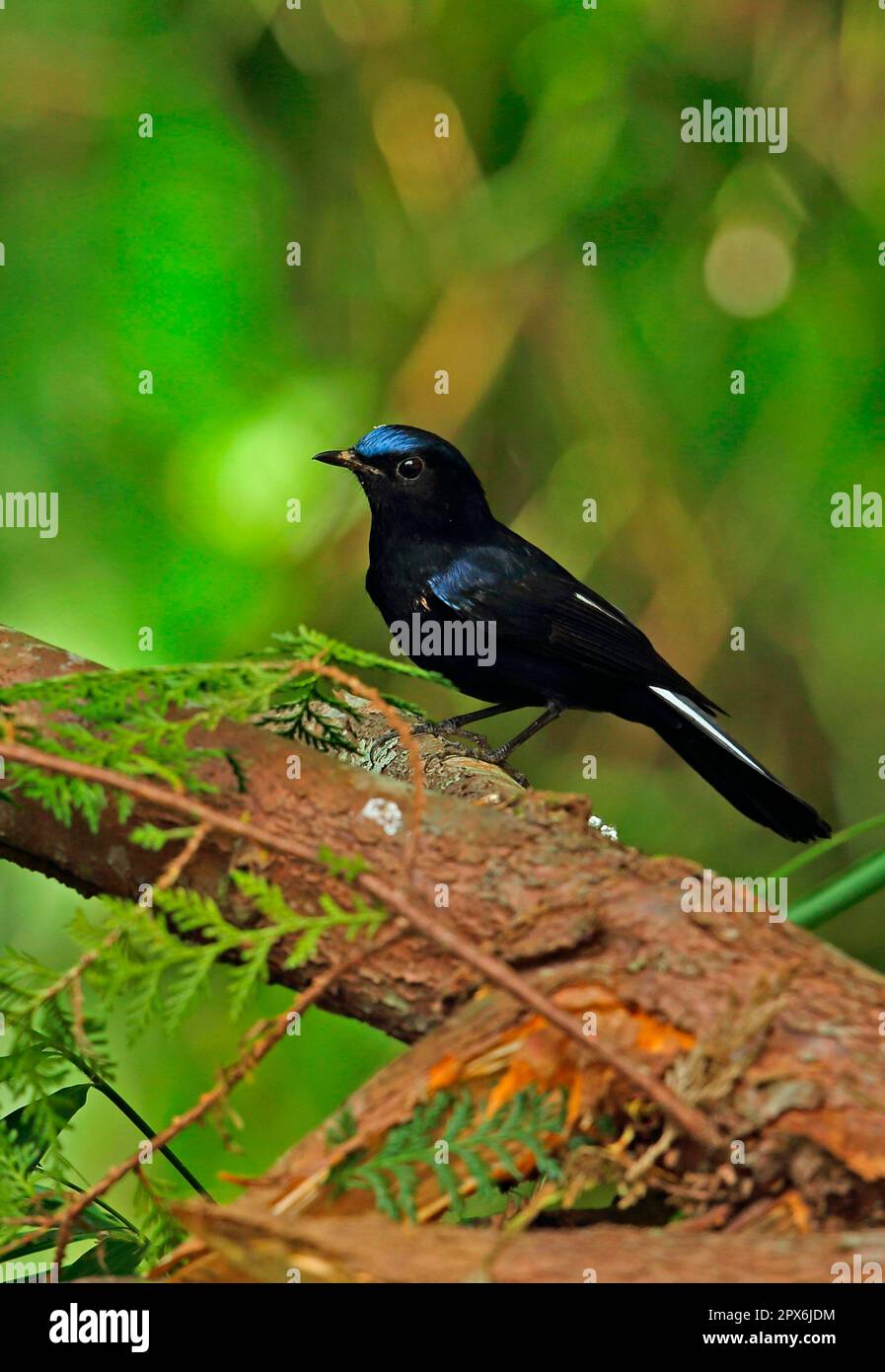 White-tailed Robin Chat (Myiomela leucura leucura), adult male, sitting on a fallen branch, Doi Ang Khang, Chiang Mai Province, Thailand Stock Photo