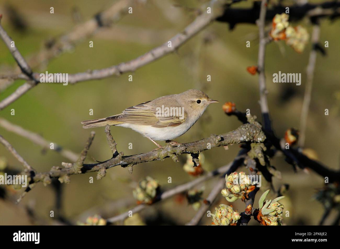 Eastern Bonelli's Warbler (Phylloscopus orientalis) adult, summer plumage, perched on twig with flowerbuds, Lemnos, Greece Stock Photo