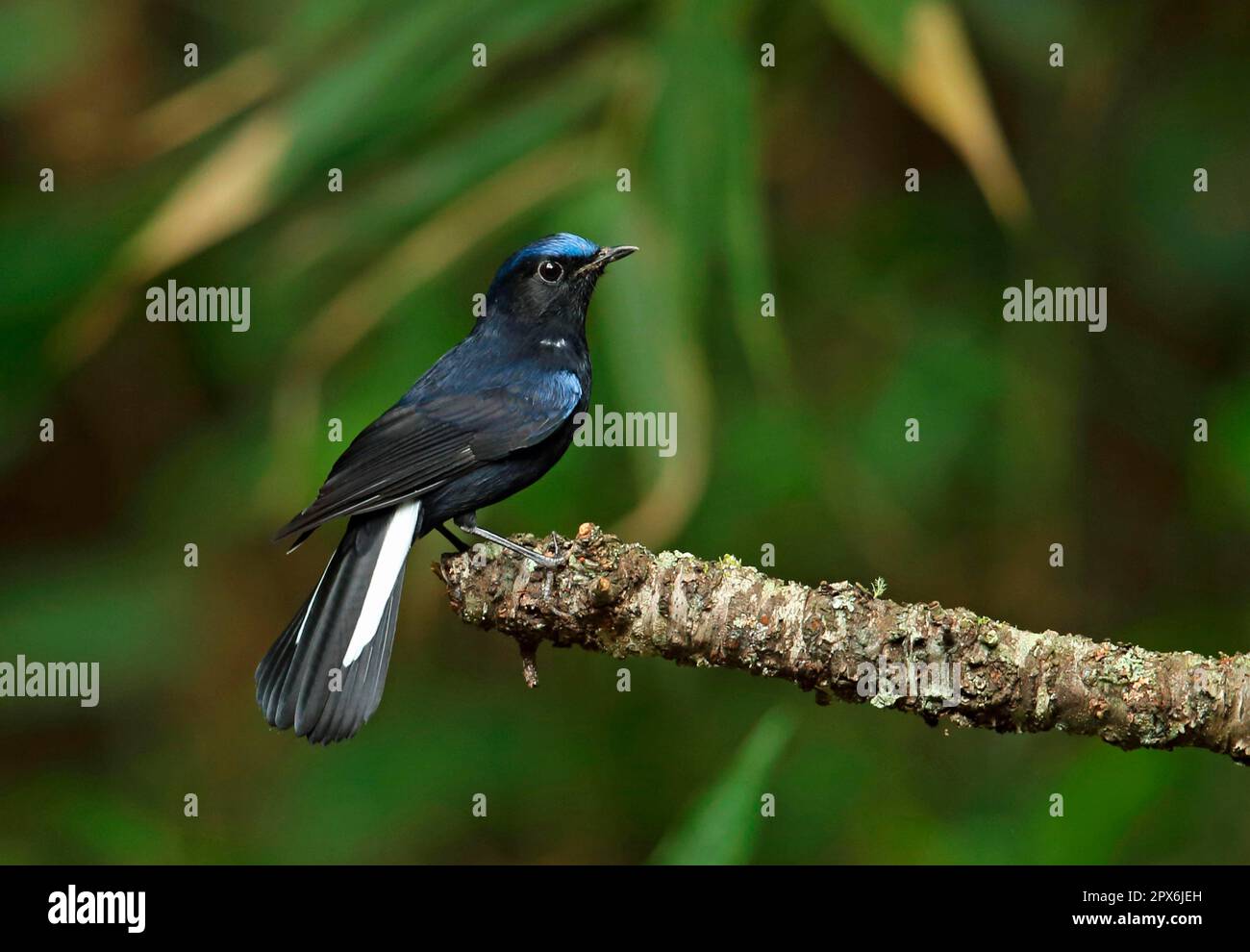 Shadebirds, songbirds, animals, birds, White-tailed Robin (Myiomela leucura leucura) adult male, perched on twig, Doi Ang Khang, Chiang Mai Province Stock Photo