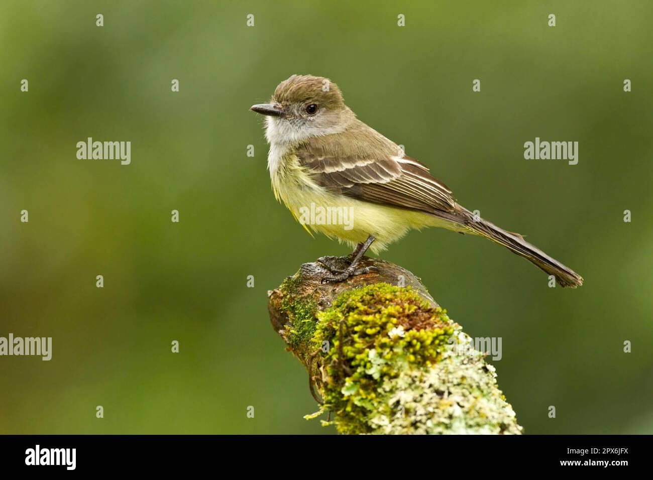 White-tailed Flycatcher (Myiarchus cephalotes), adult, on a tree stump in montane rainforest, Andes, Ecuador Stock Photo