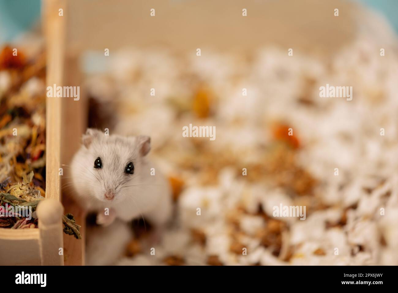 Hamster standing on hind legs next to wooden house in cage Stock Photo -  Alamy