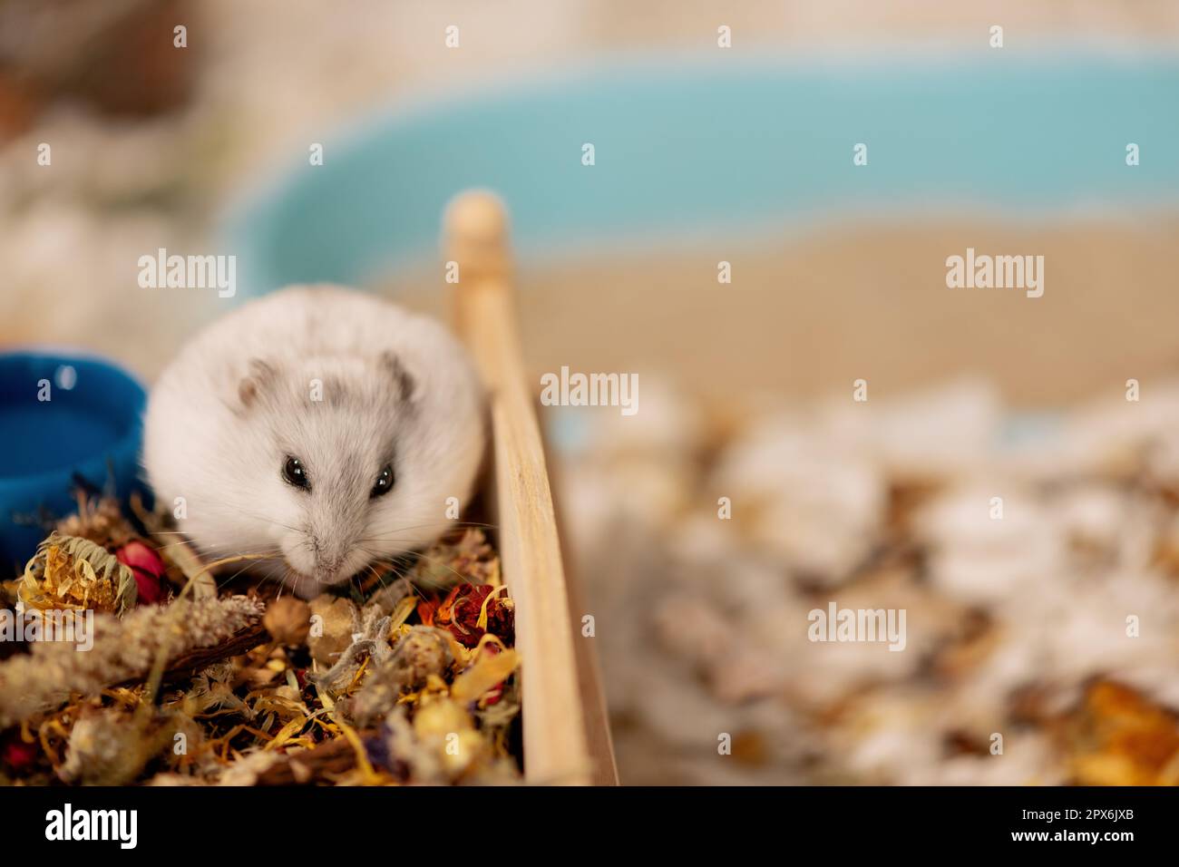 Hungry hamster eating dried flower on rooftop in cage Stock Photo Alamy