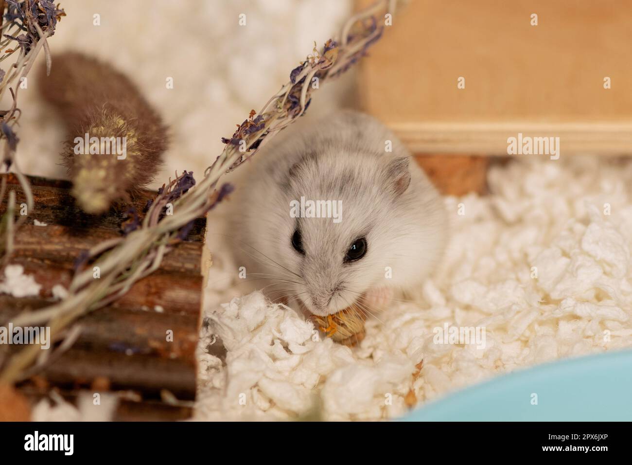 Hamster eating marigold in cage Stock Photo Alamy