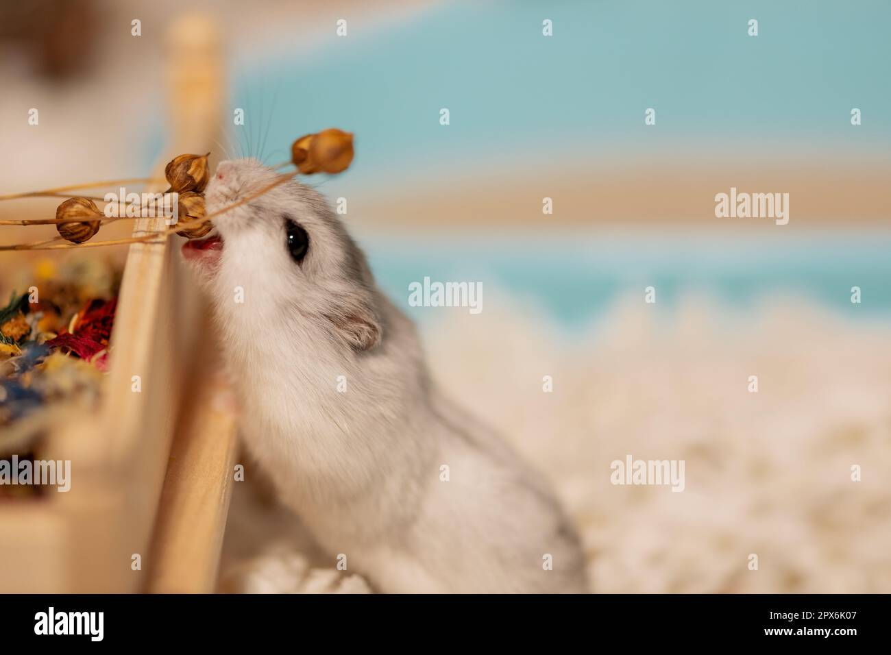 Hungry hamster eating seed capsule of flax in cage, side view Stock