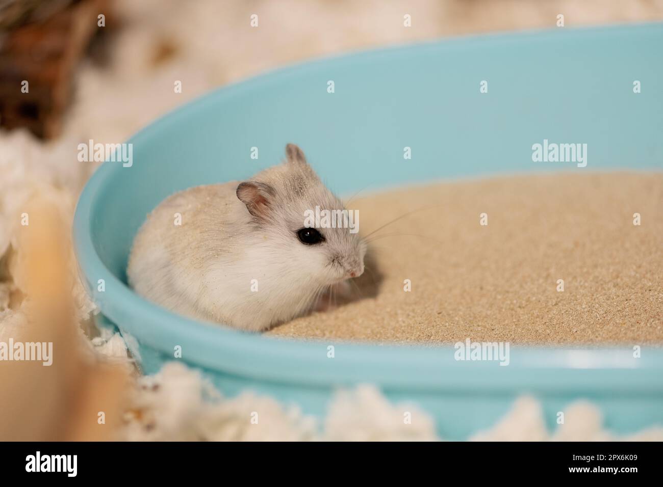 Hamster sitting on bathing sand, side view Stock Photo Alamy