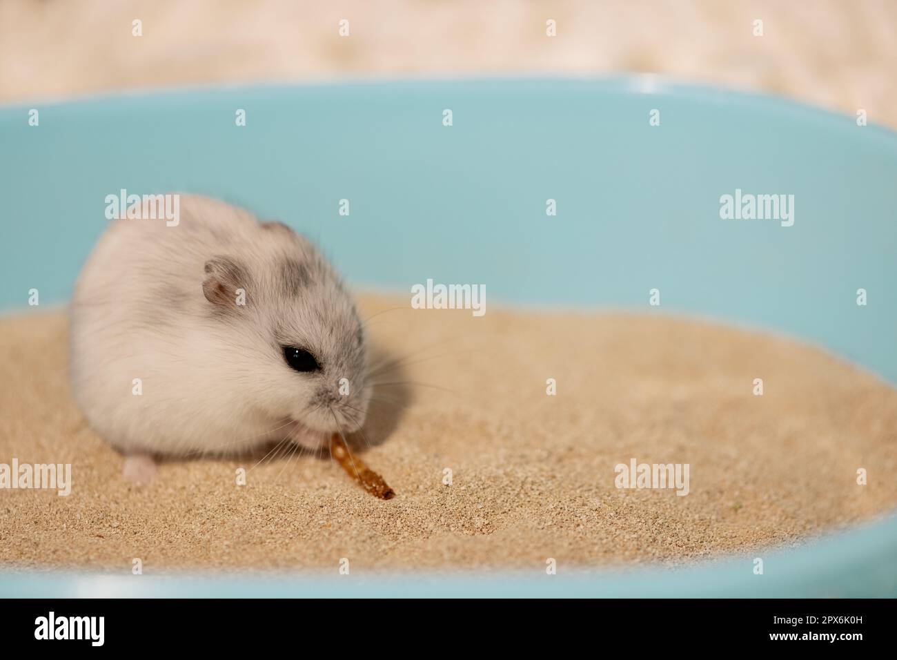 Hamster eating mealworm in bathtub in cage Stock Photo Alamy