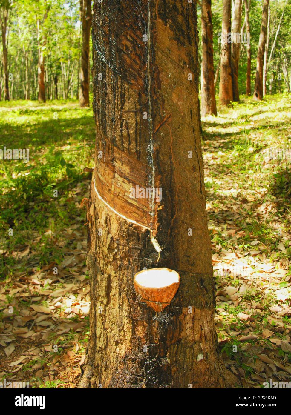Rubber plantation, rubber production, rubber harvesting Stock Photo Alamy