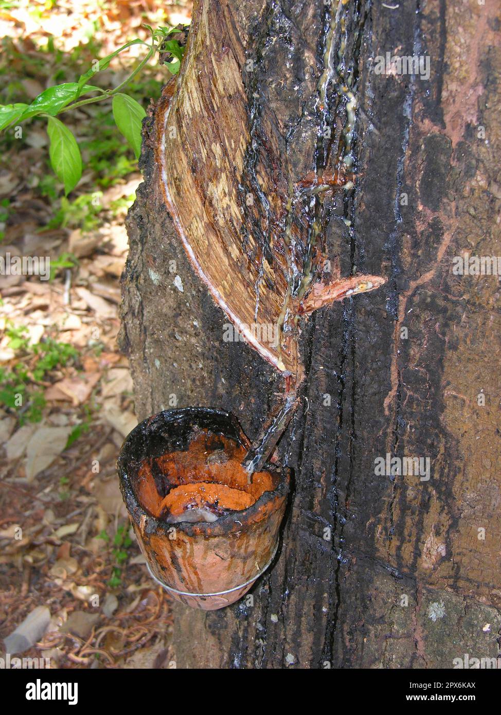 Rubber plantation, rubber production, rubber harvesting Stock Photo Alamy