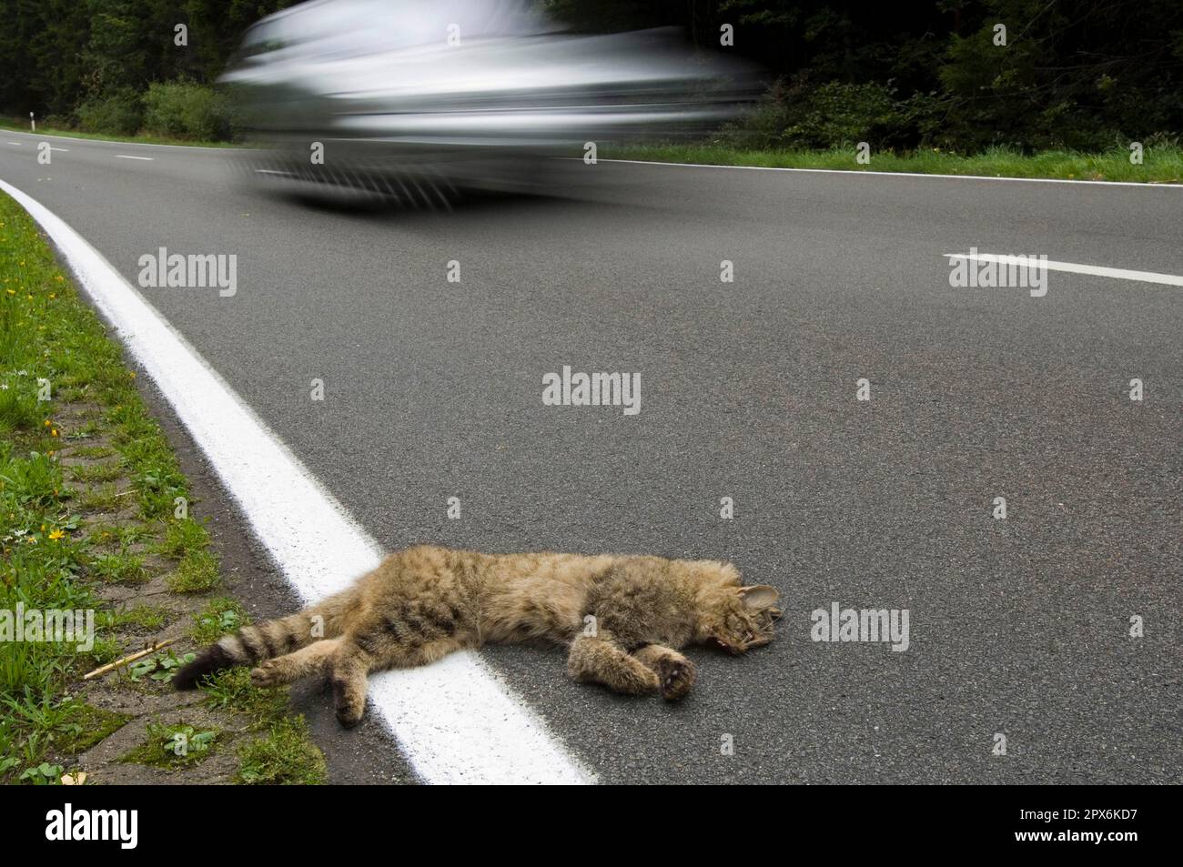 Wildcat, run over Stock Photo