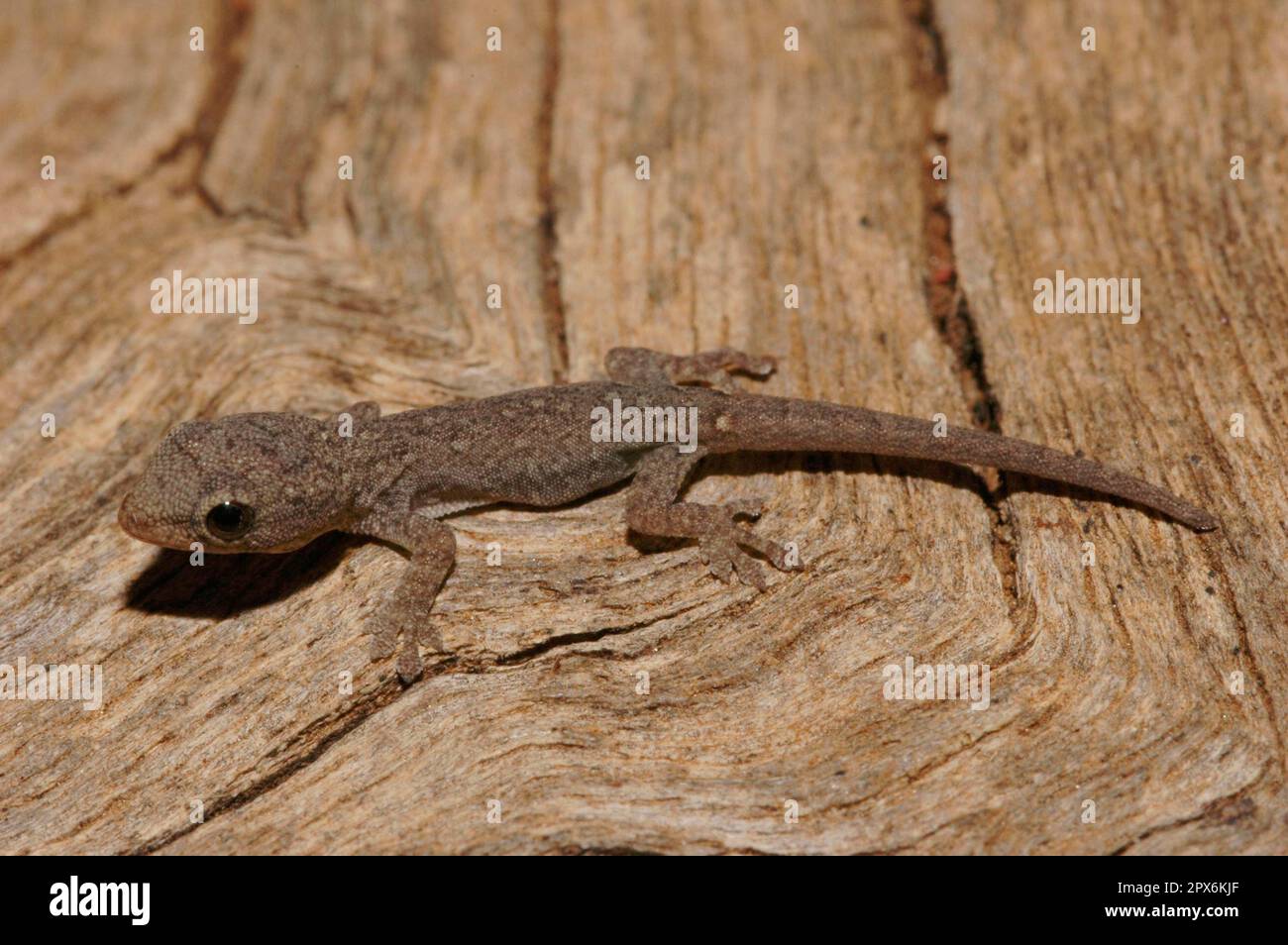 Yellow-headed dwarf gecko Stock Photo