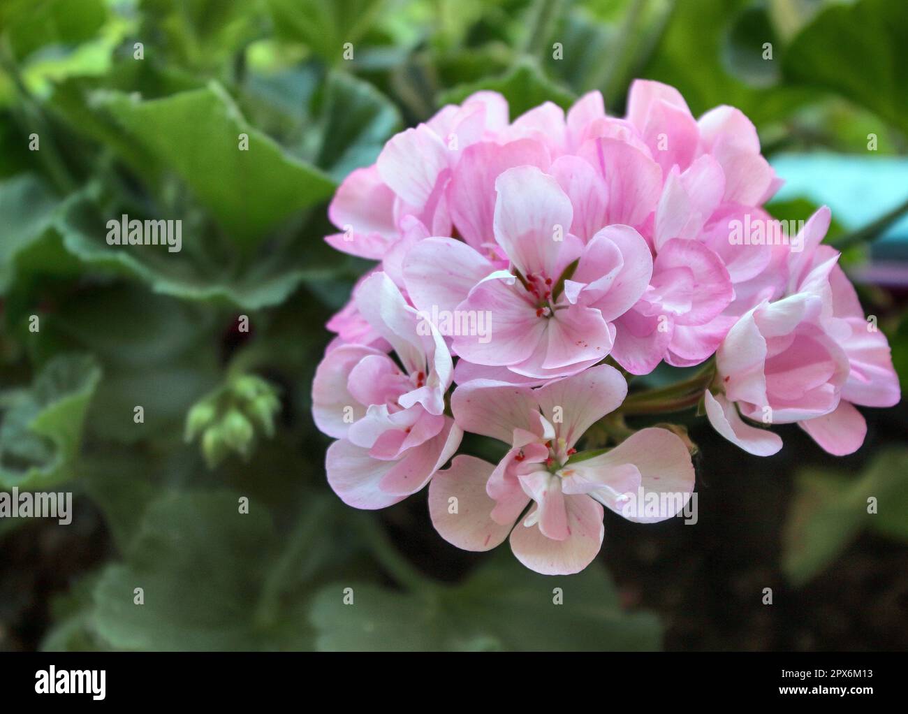 Geranium Pelargonium graveolens close up Stock Photo - Alamy