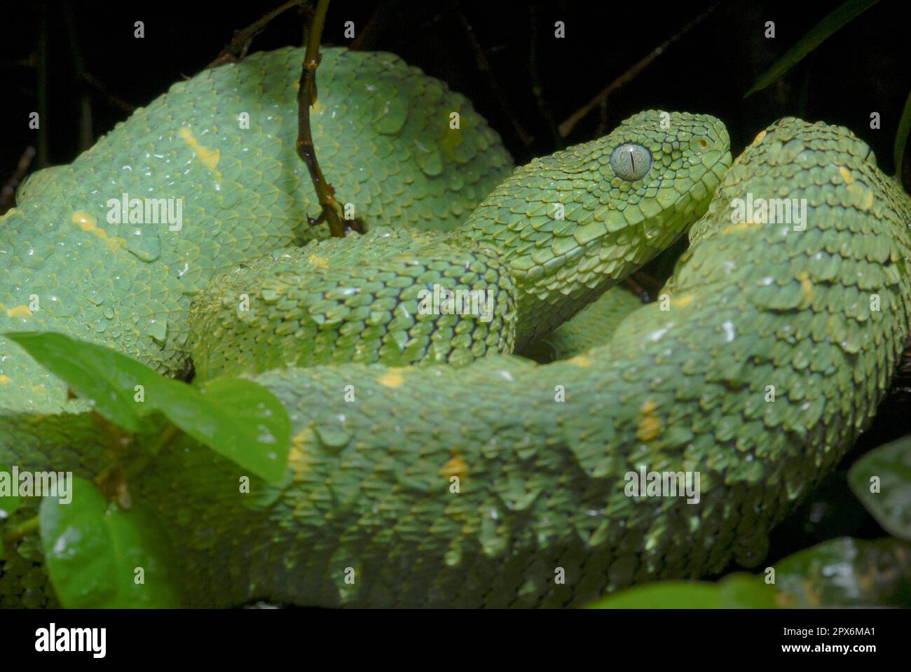 Stock photo of Green bush viper {Atheris chlorechis} captive, occurs  western Africa. Available for sale on