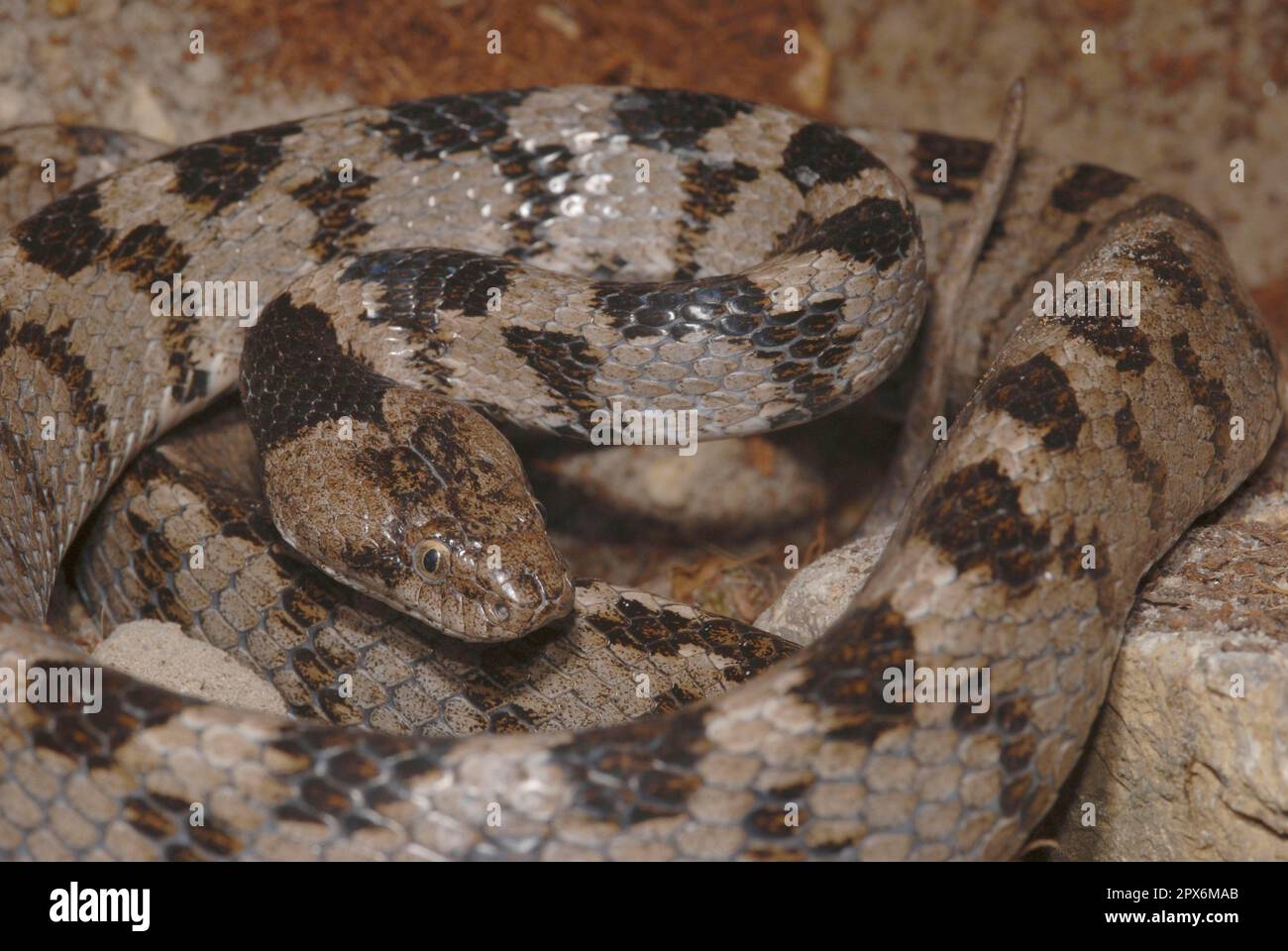 European Cat Snake Stock Photo Alamy