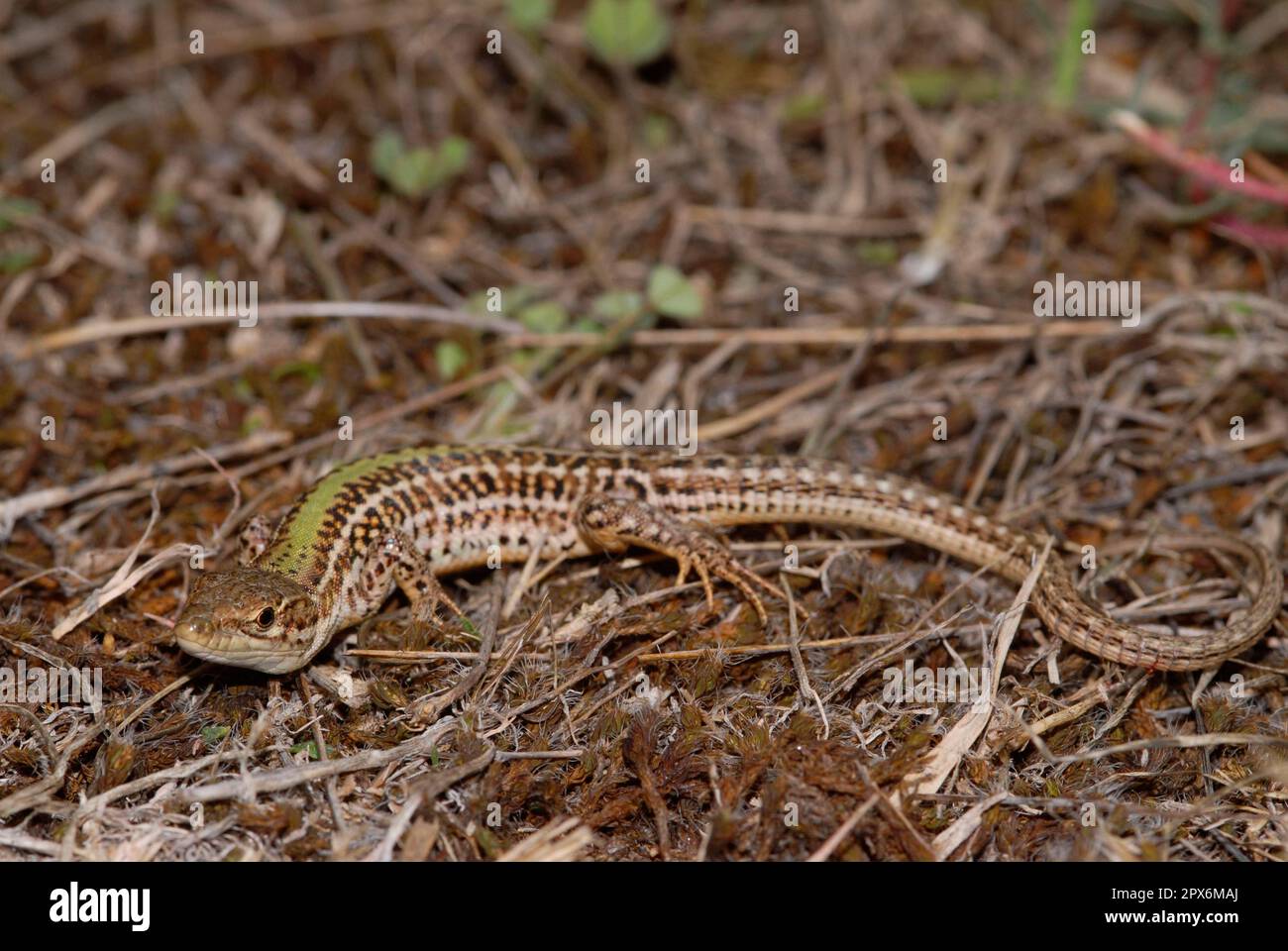 Mature lizard hi-res stock photography and images - Alamy