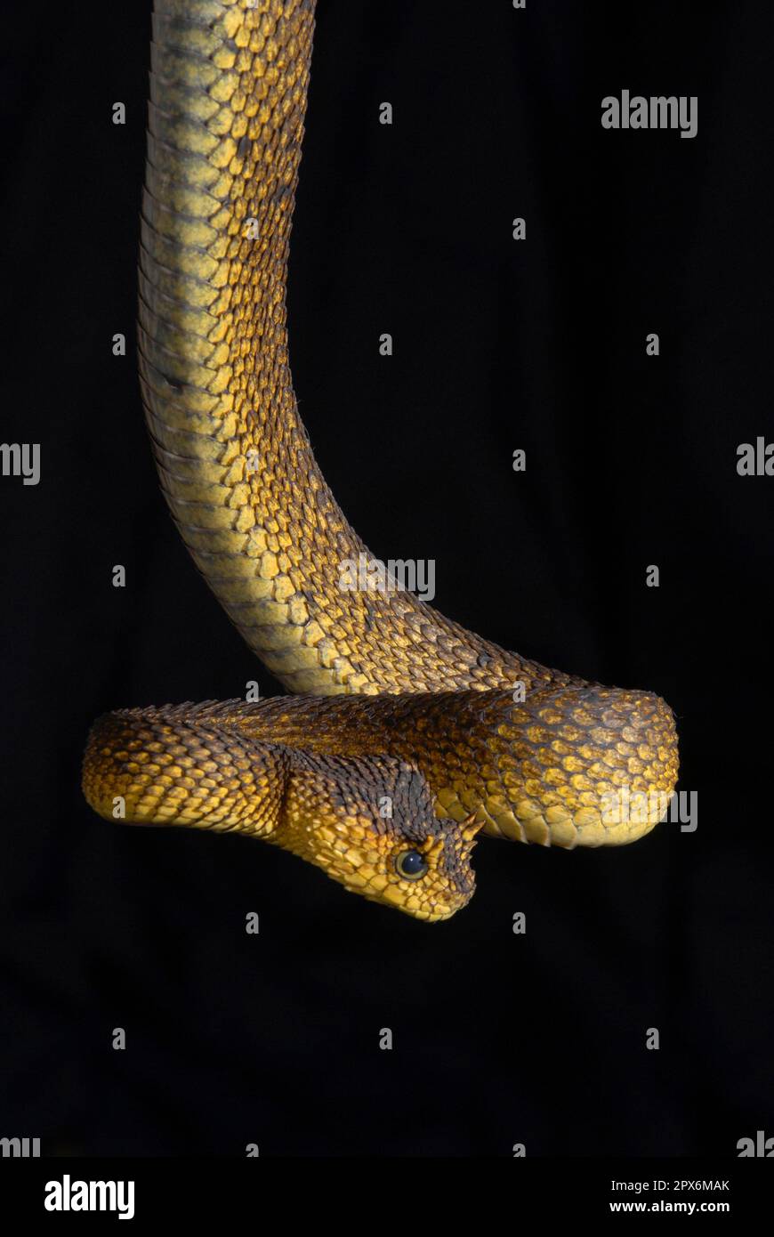 Usambara bush viper Stock Photo