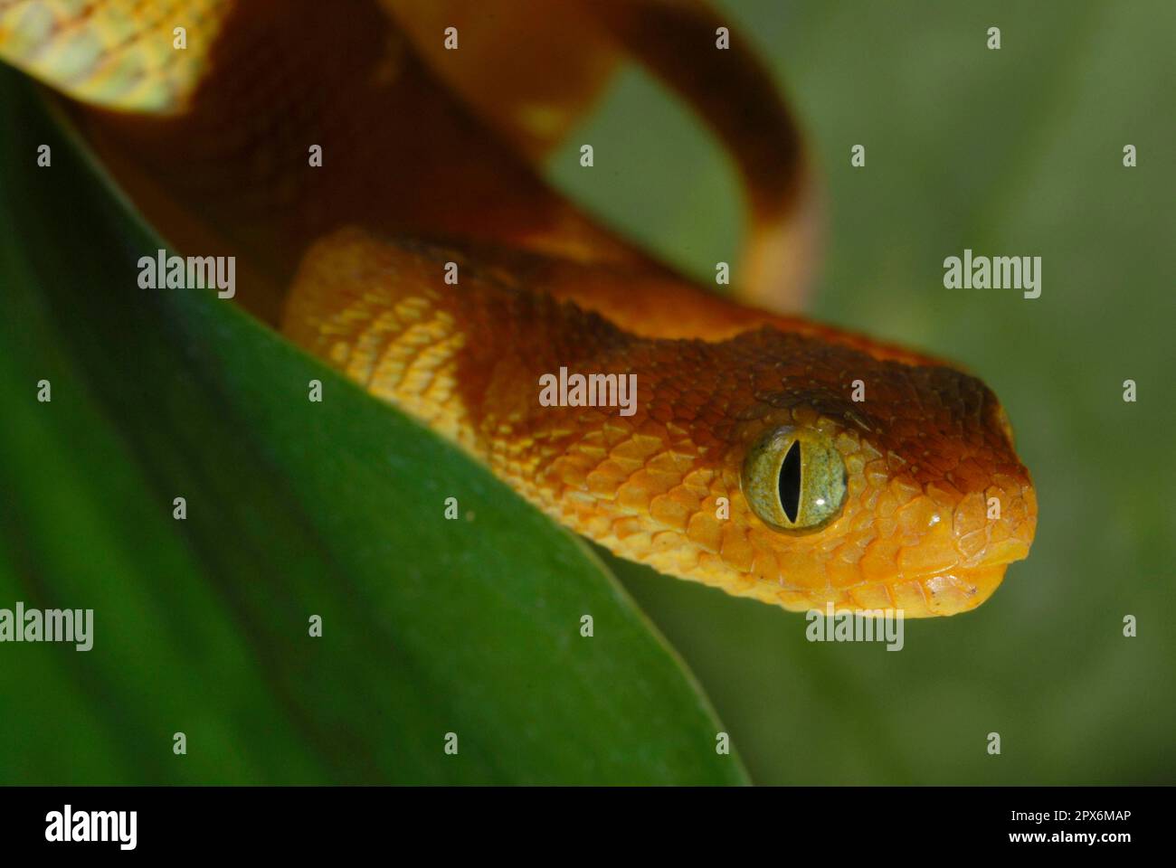 Portrait of Bush viper (Atheris squamigera) on black back ground Stock  Photo - Alamy