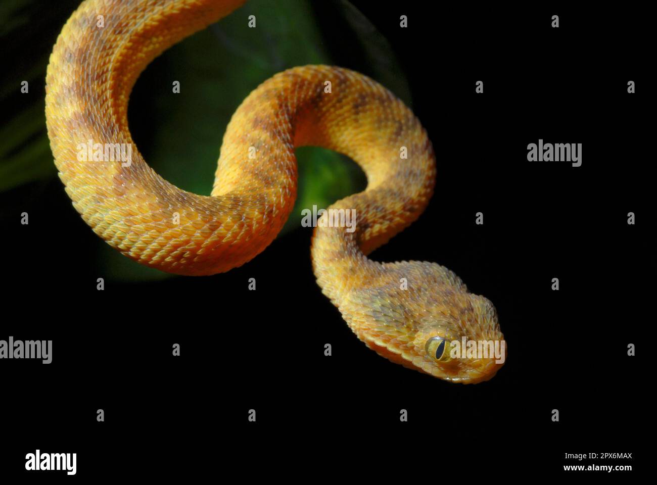 African Bush Viper stock photo - Minden Pictures