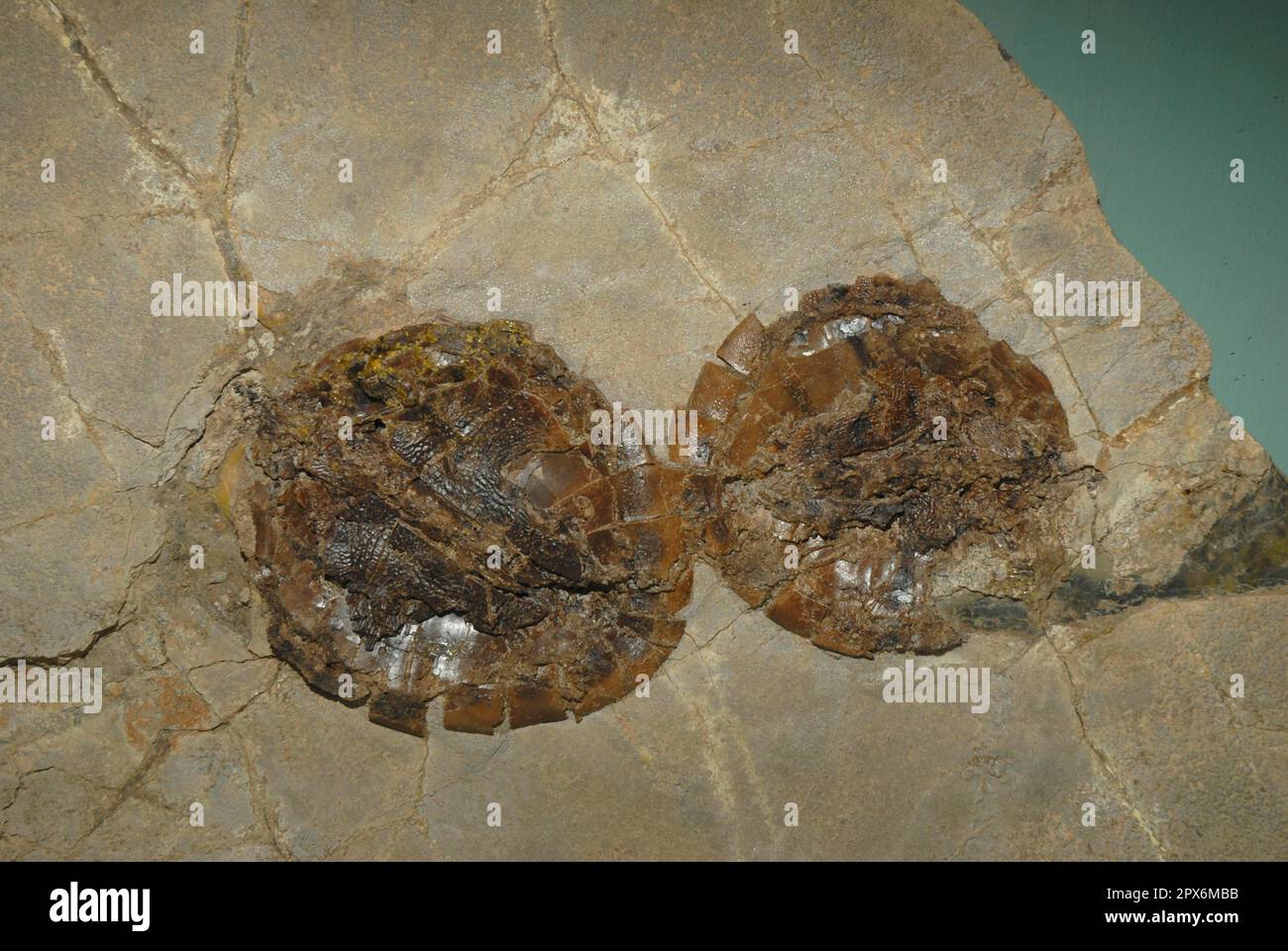 Fossil turtles, Messel Pit, Hesse, Germany Stock Photo