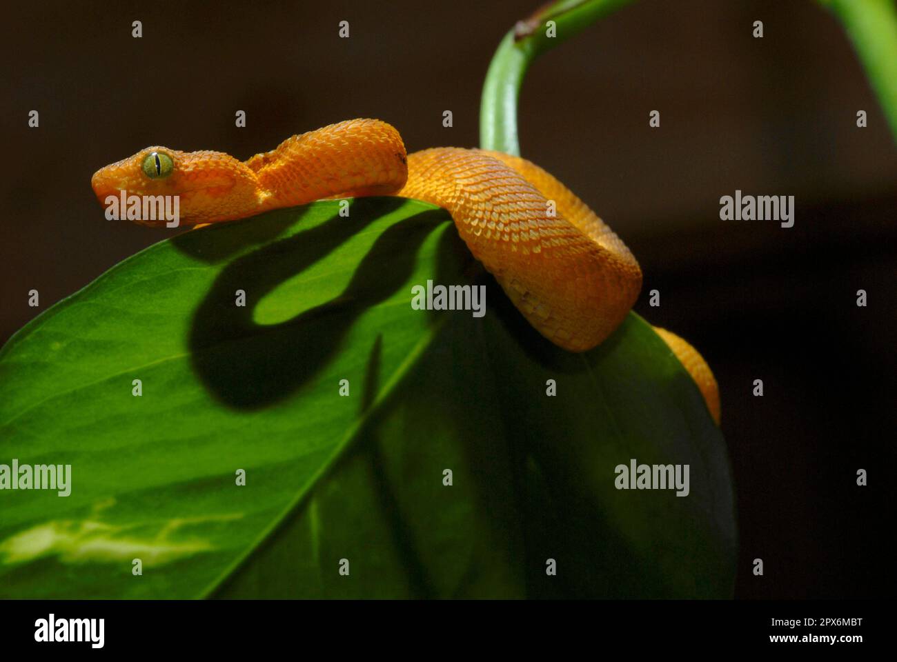 West African Bush Viper Atheris Chlorechis Attack Stock Image - Image of  spectacular, reptile: 136564929