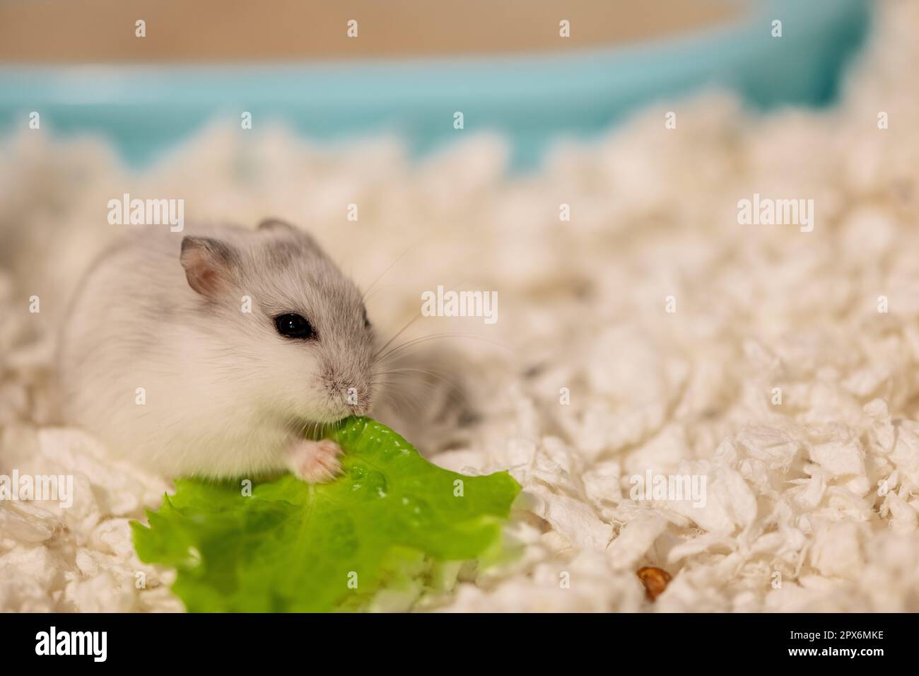 Hungry hamster eating lettuce in cage Stock Photo Alamy