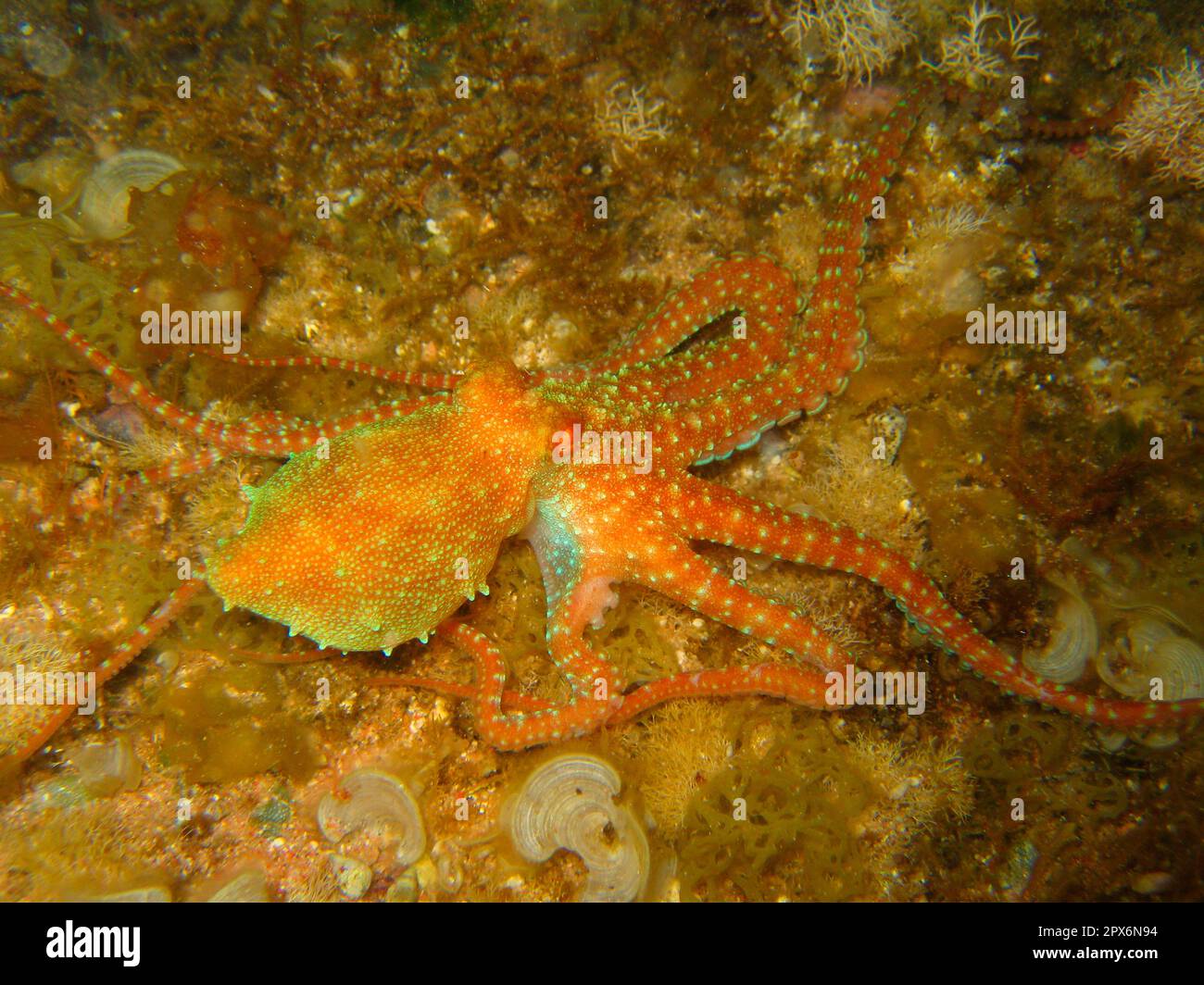 Octopus camouflage hi-res stock photography and images - Alamy