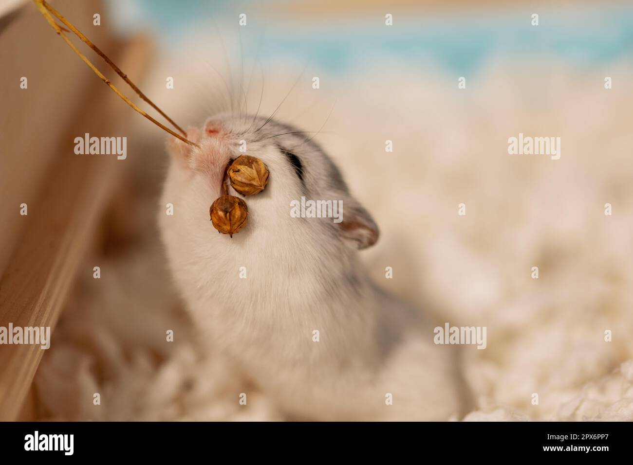 Hamster holding front legs flax plant and chewing stem of flax in cage