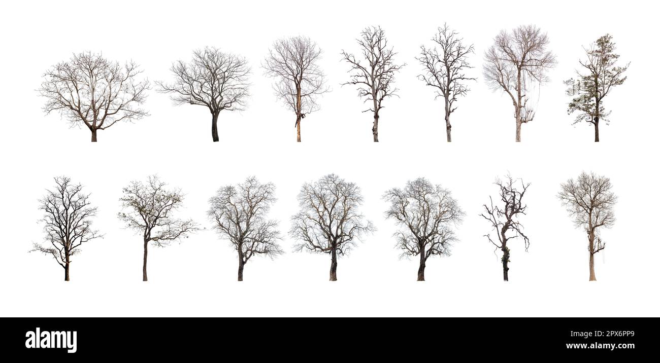 Collection Dead Tree, Dry Tree Isolated On White Background Stock Photo 