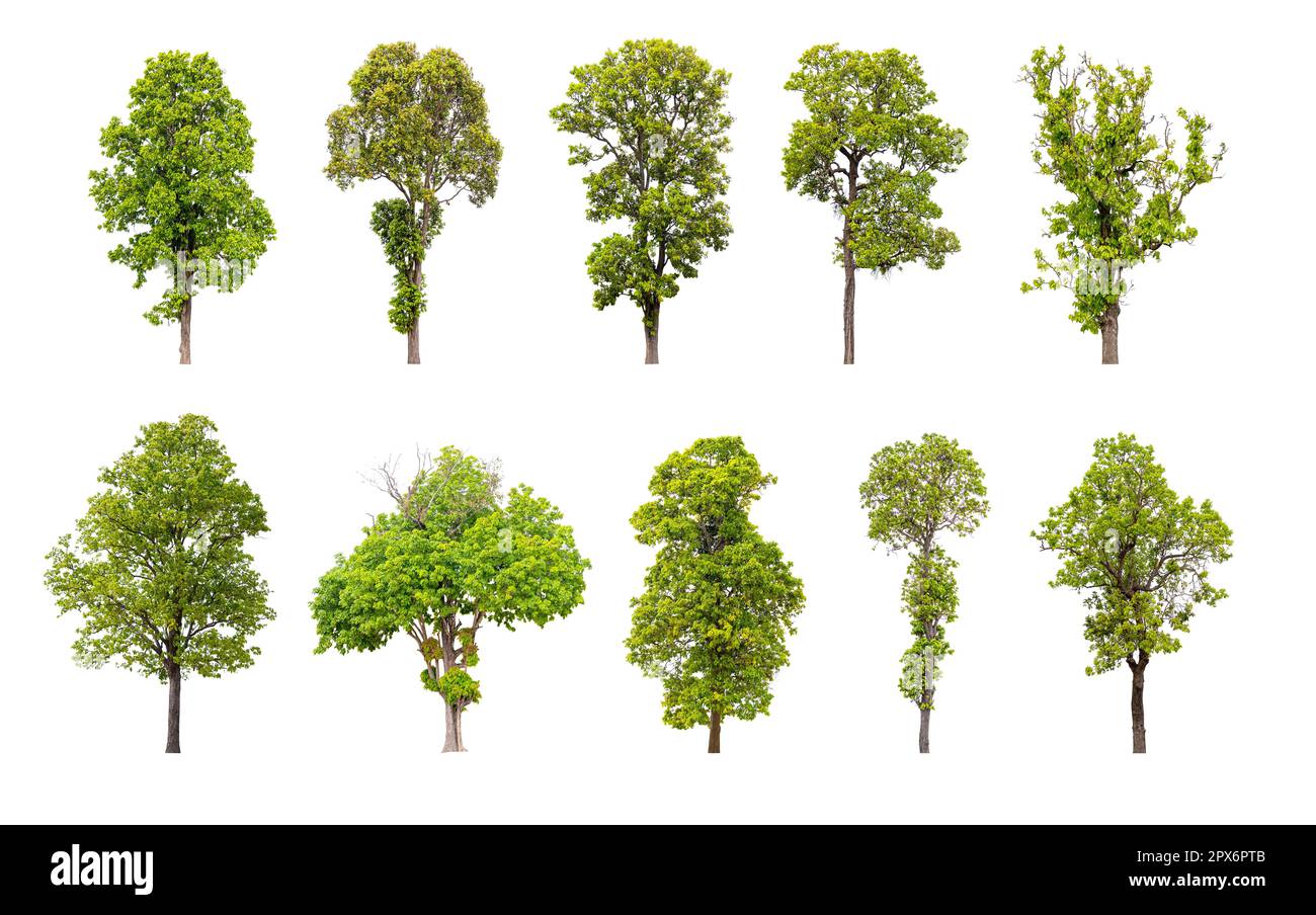 Collection of trees isolated on white background, A beautiful trees ...
