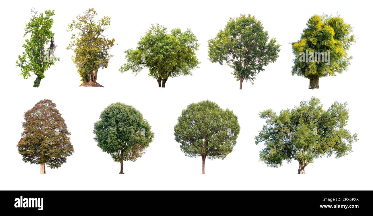 Collection of trees isolated on white background, A beautiful trees ...
