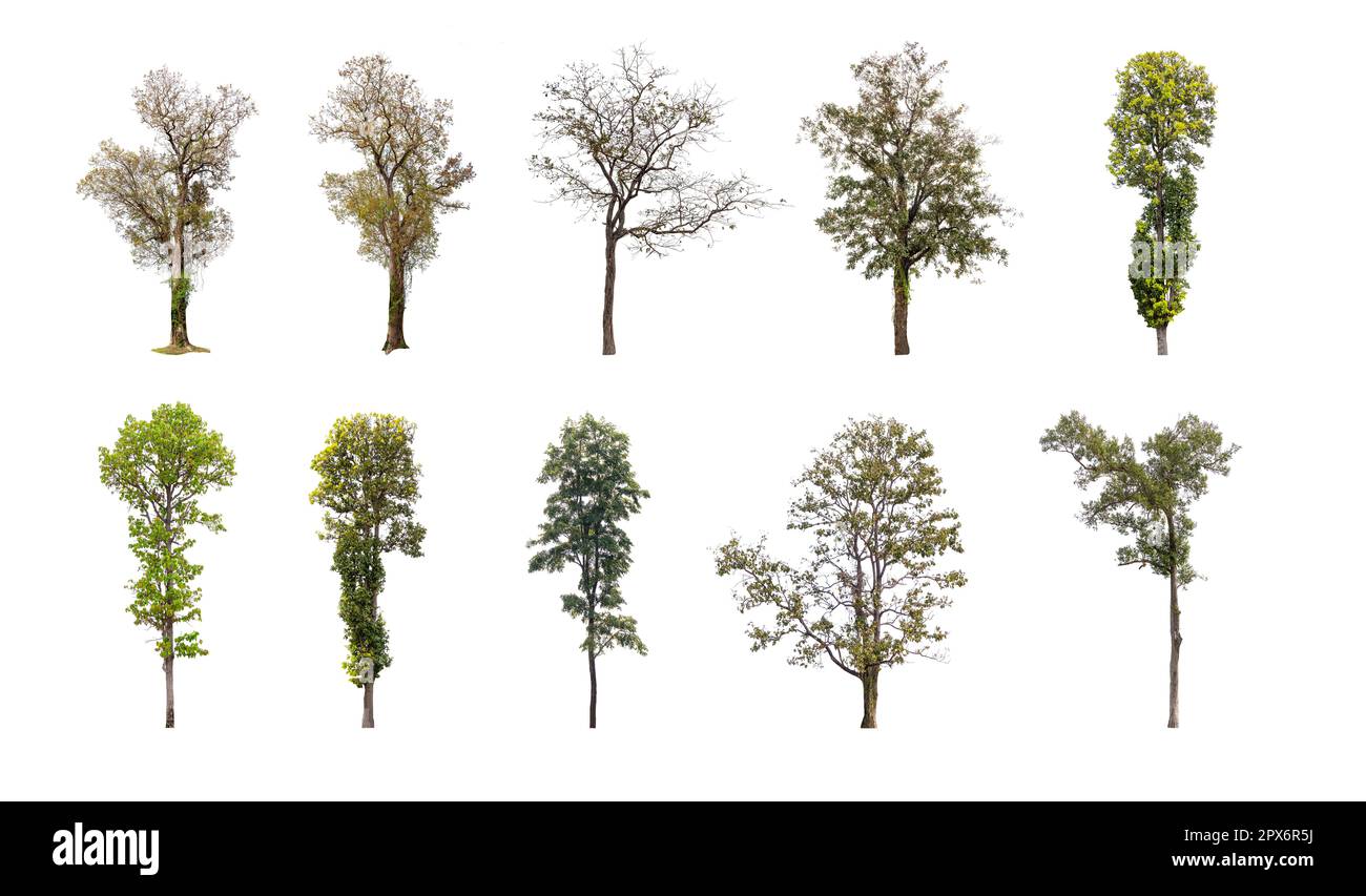Collection of trees isolated on white background, A beautiful trees ...