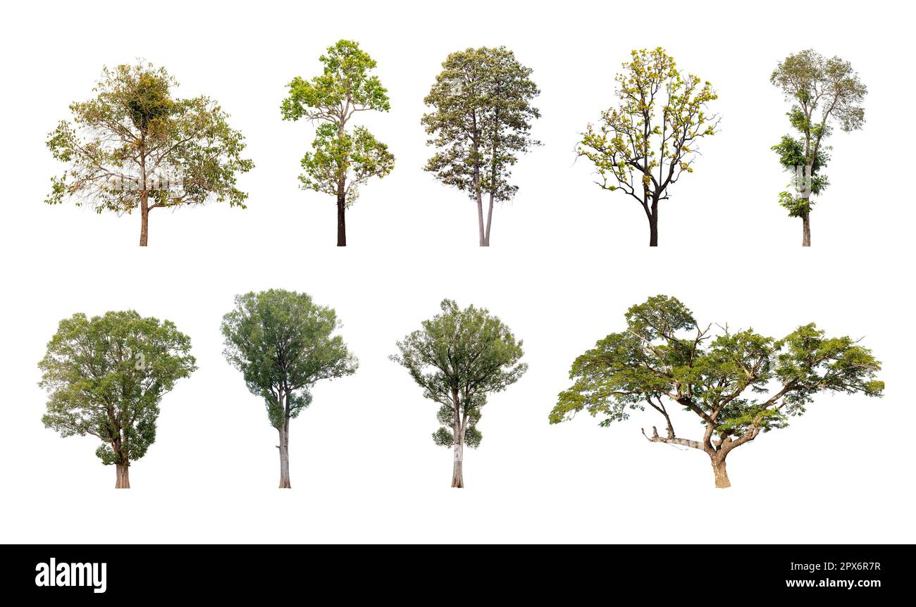 Collection of trees isolated on white background, A beautiful trees ...
