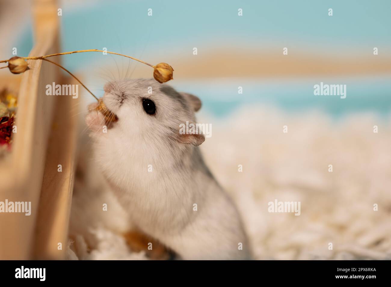 Hamster standing on hind legs and eating seed box of flax Stock Photo