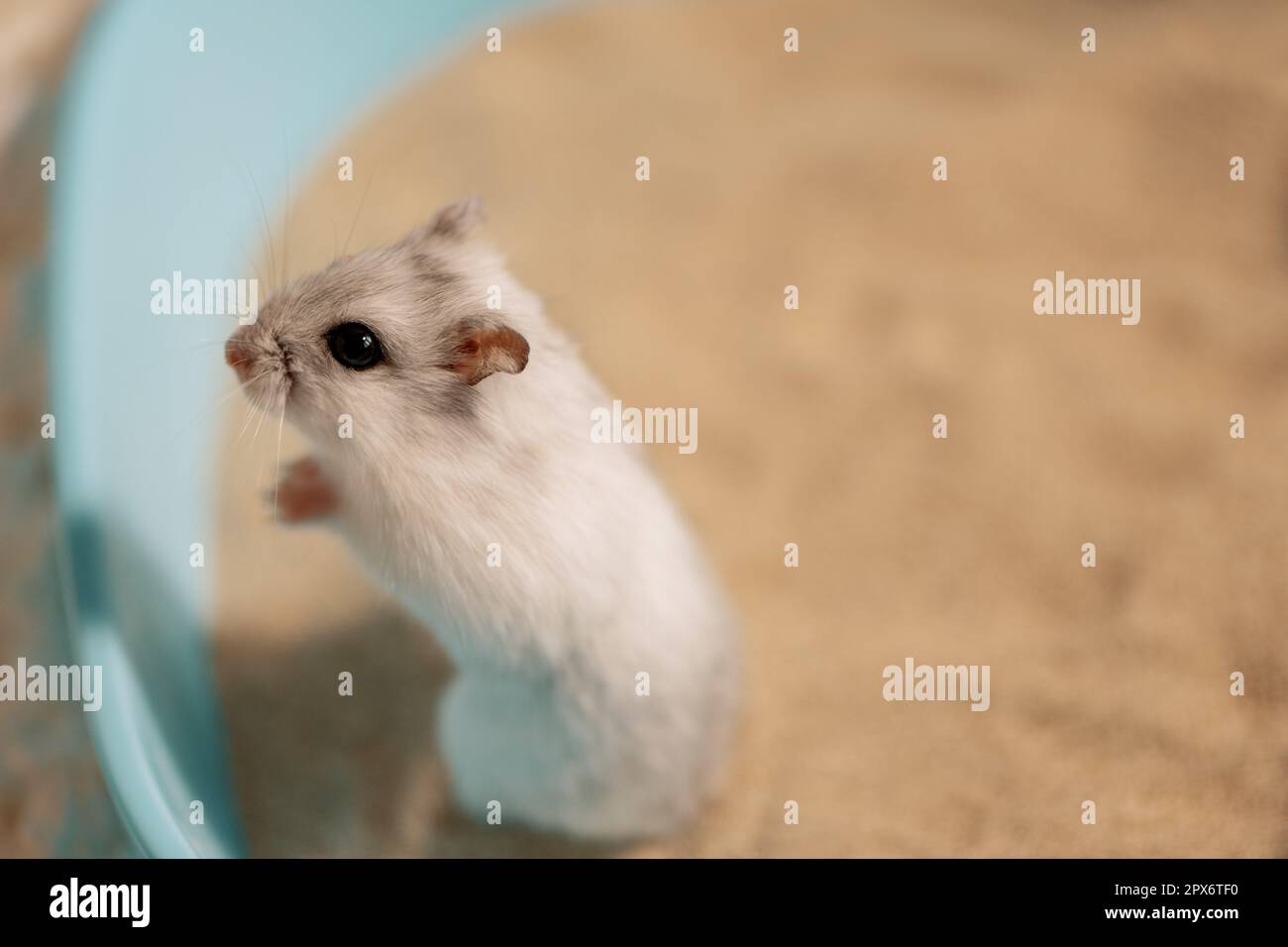Hamster standing on hind legs on bathing sand in bathtub Stock Photo