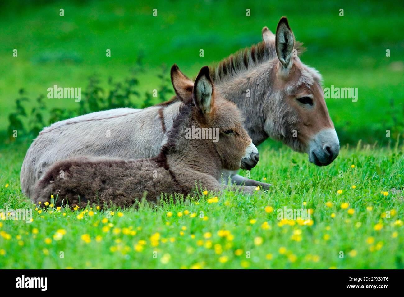 Domestic Donkey With Foal Stock Photo Alamy