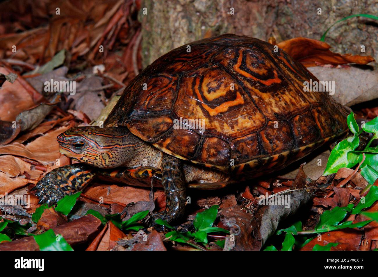 Magnificent earth turtle Stock Photo