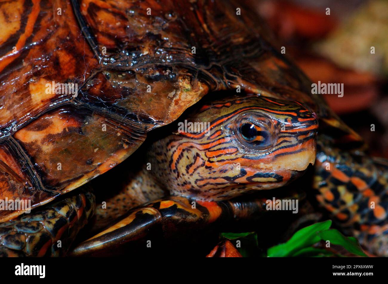Magnificent earth turtle Stock Photo
