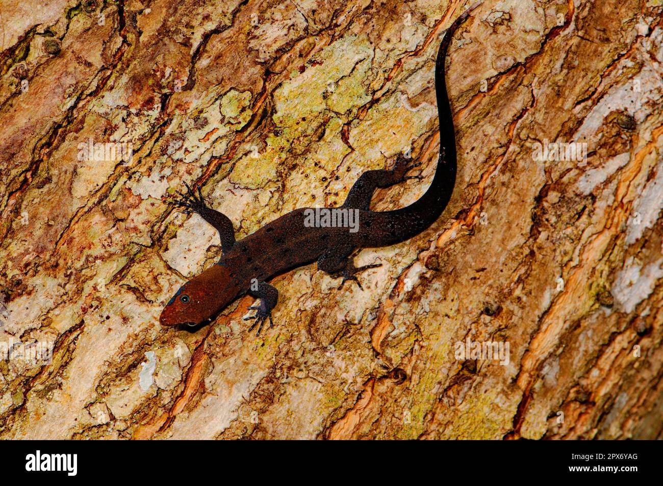 Yellow-headed gecko Stock Photo