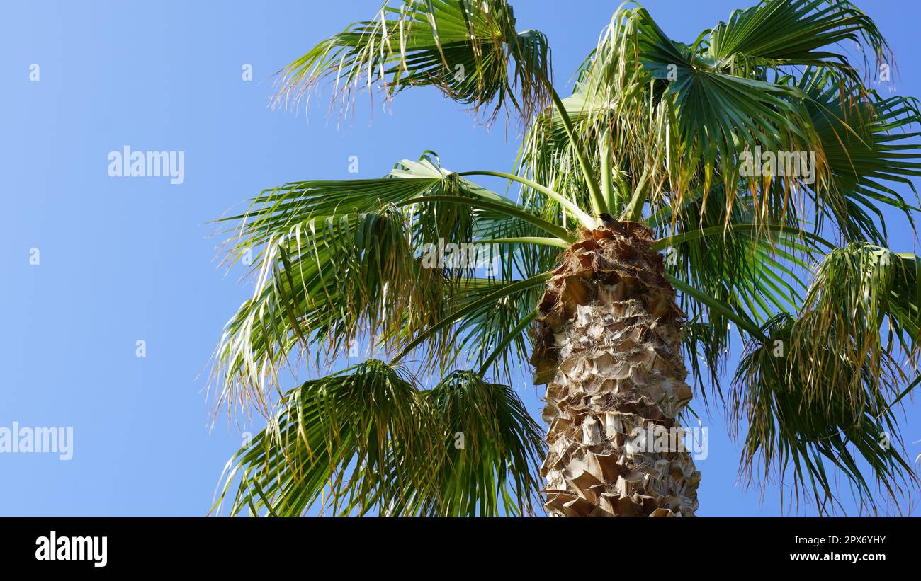 Phoenix dactylifera date or date palm tree Stock Photo