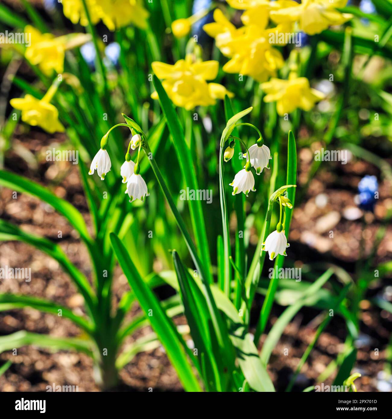 Spring snowflake (Leucojum vernum) in front of daffodils