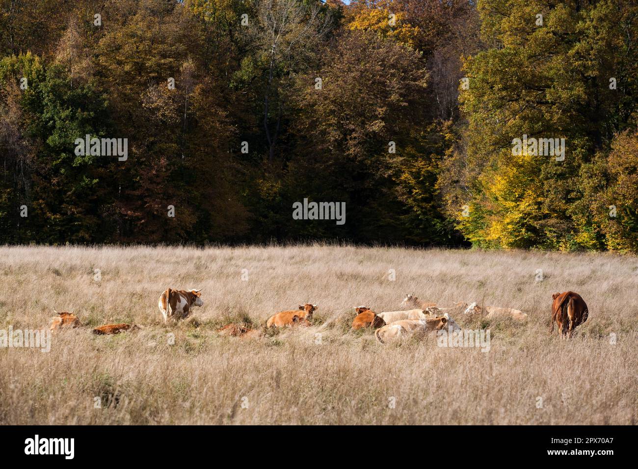 Pasture with herd of cows in autumn Stock Photo