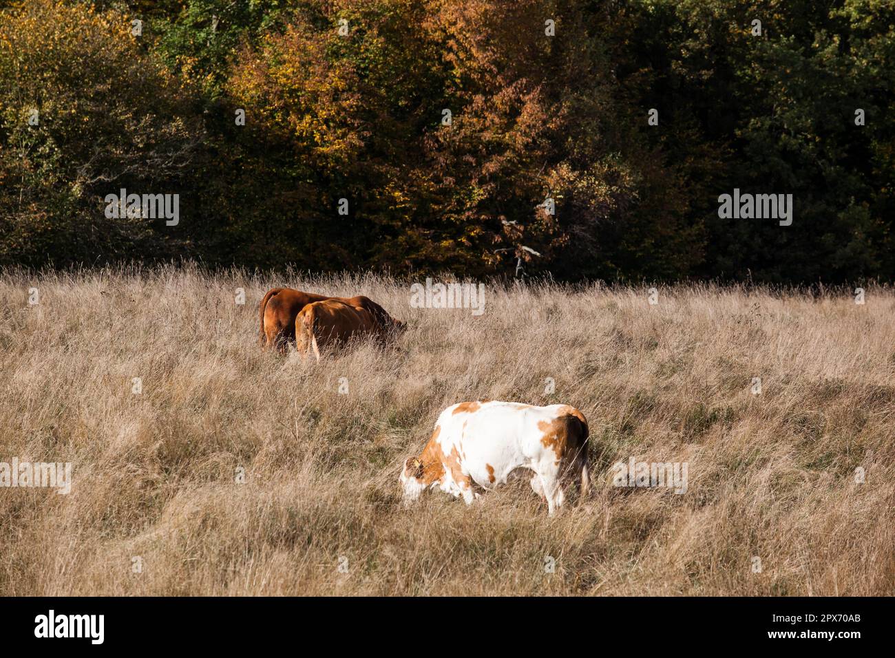 Pasture with herd of cows in autumn Stock Photo