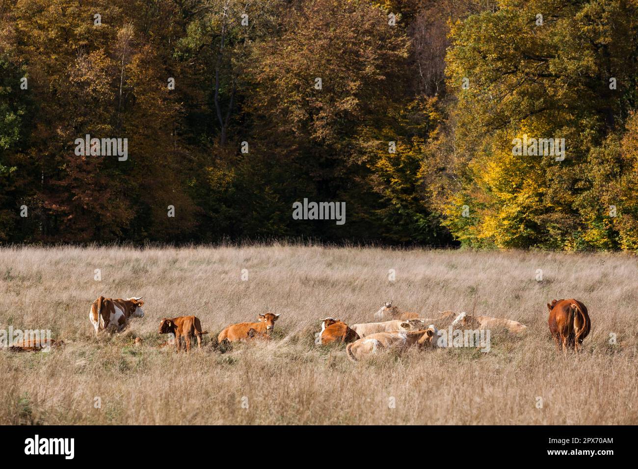 Pasture with herd of cows in autumn Stock Photo