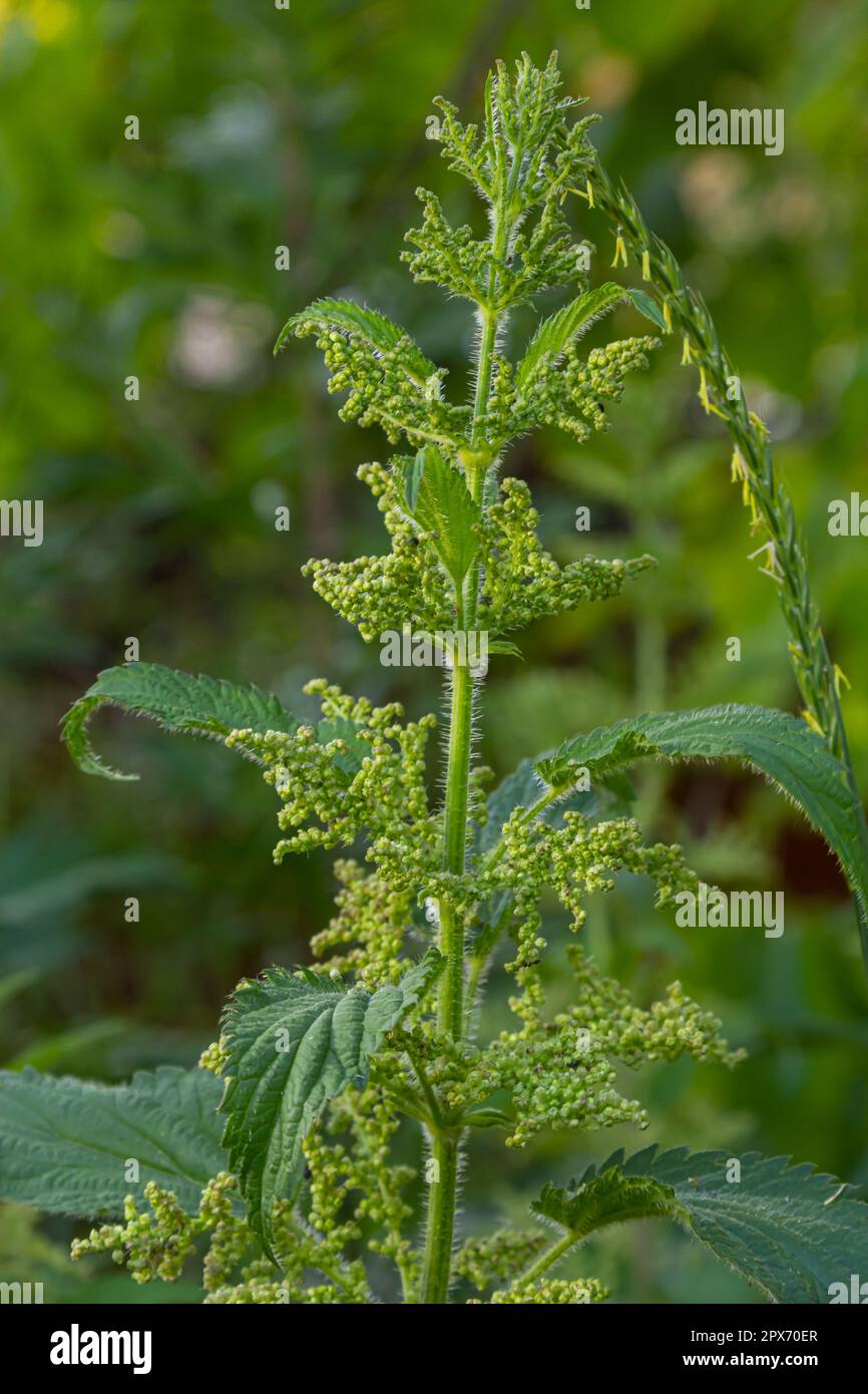 Urtica dioica or stinging nettle, in the garden. Stinging nettle, a