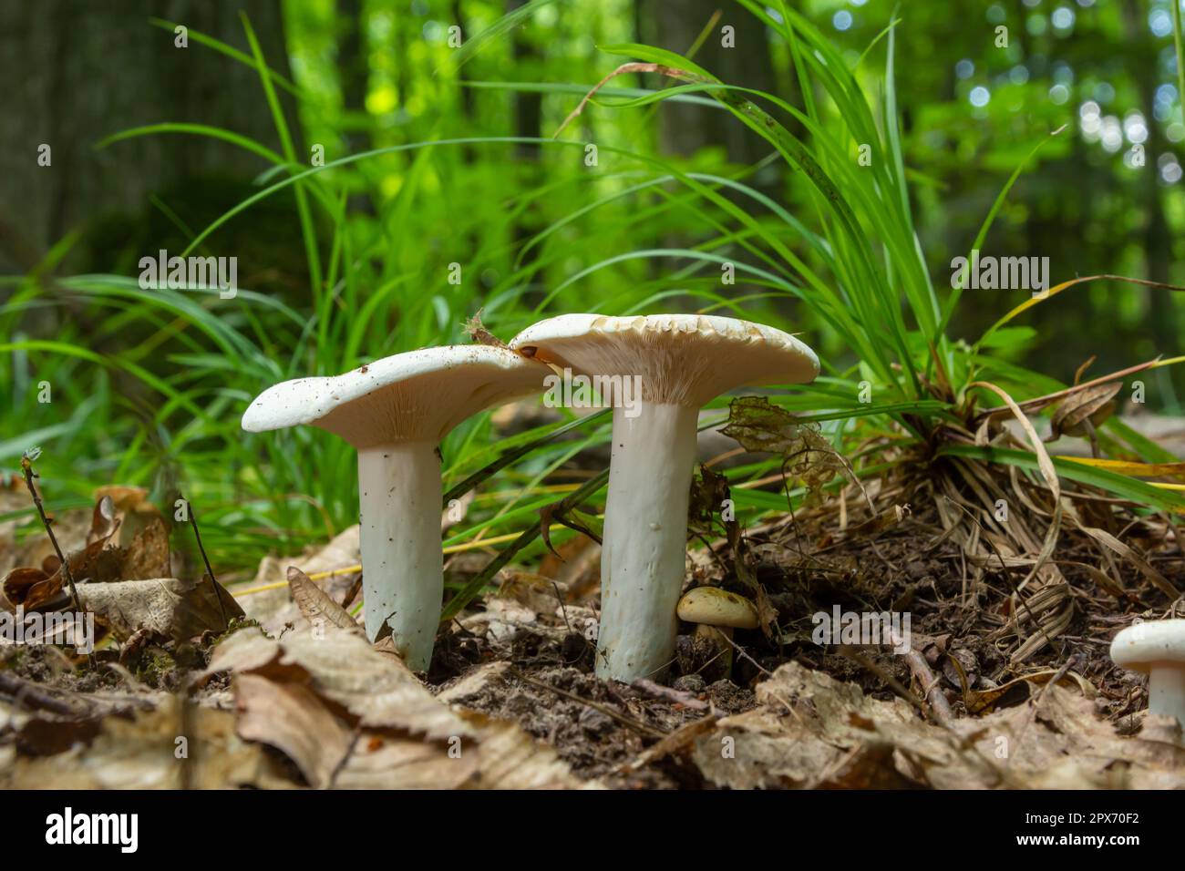 Lactarius piperatus or Peppery milkcap, widespread and popular edible mushroom, well known for its peppery, white milk. Stock Photo