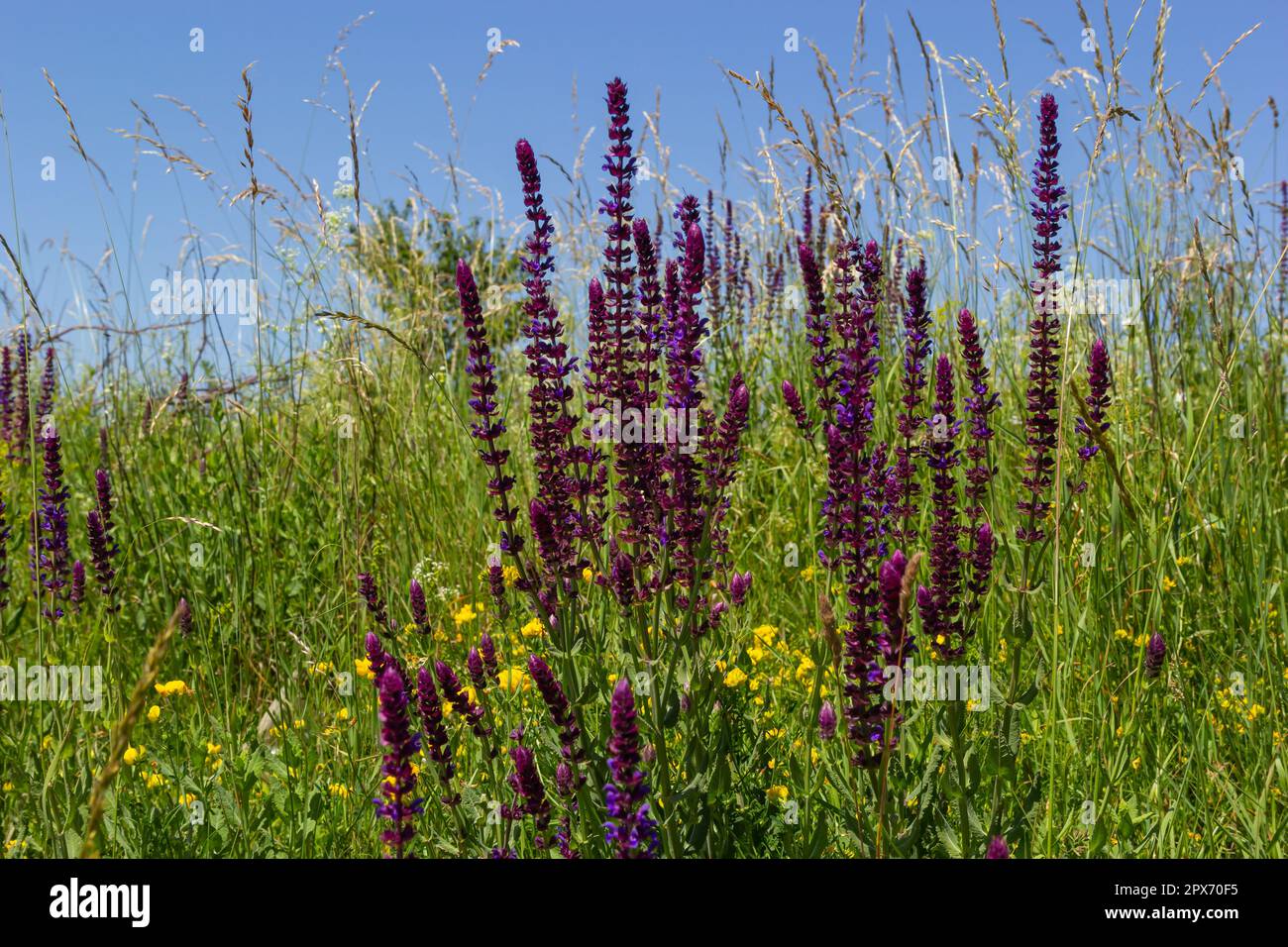 Close up Salvia nemorosa herbal plant with violet flowers in a meadow. Stock Photo