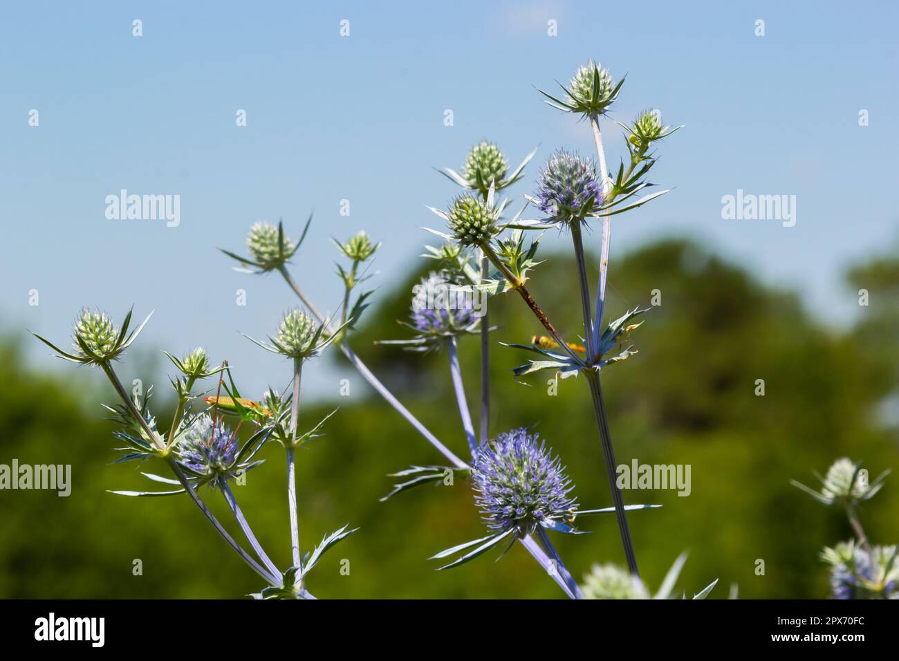 Eryngium planum flower head on summer meadow background. Herbal