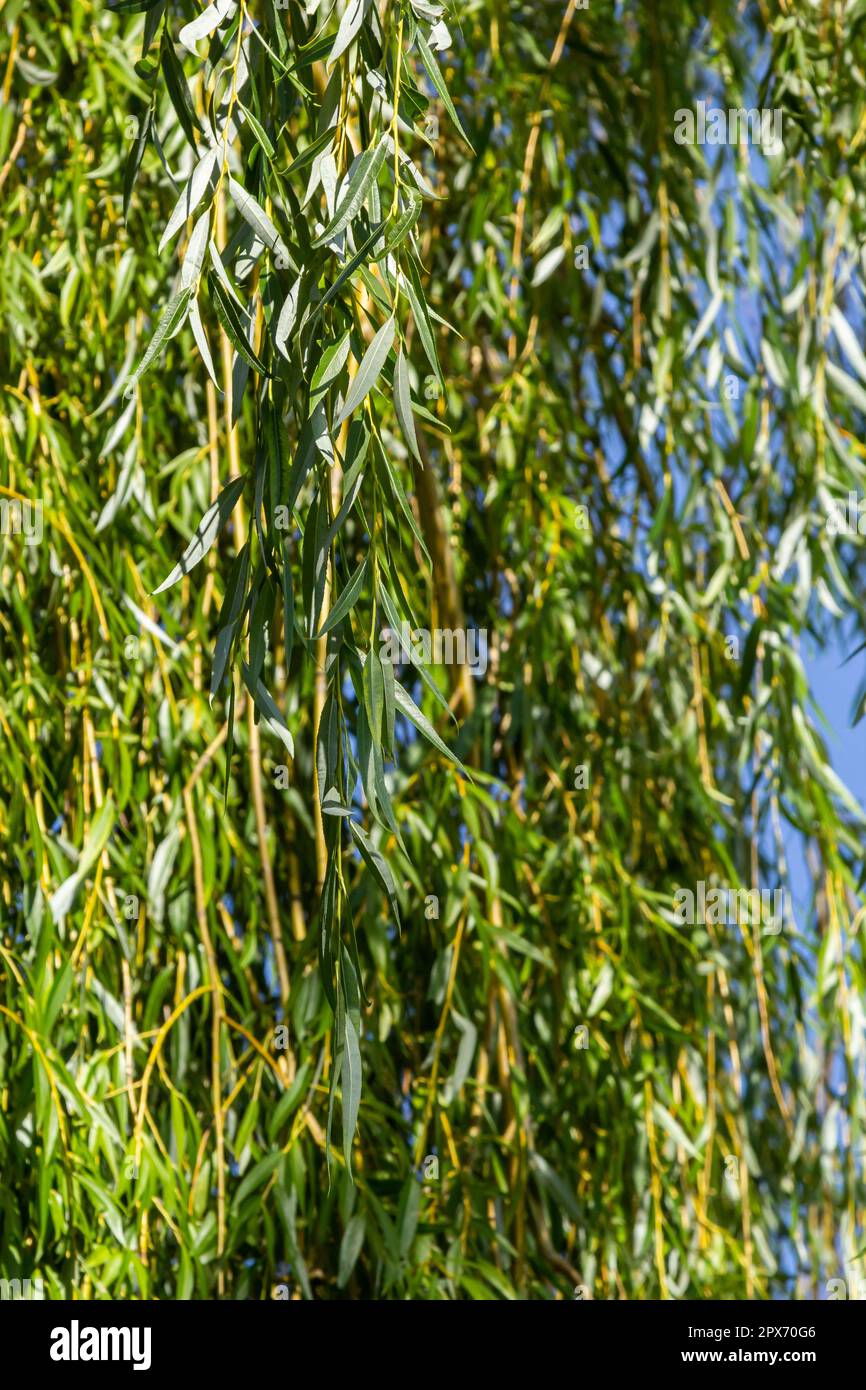 Bundles of willow branches Stock Photo - Alamy