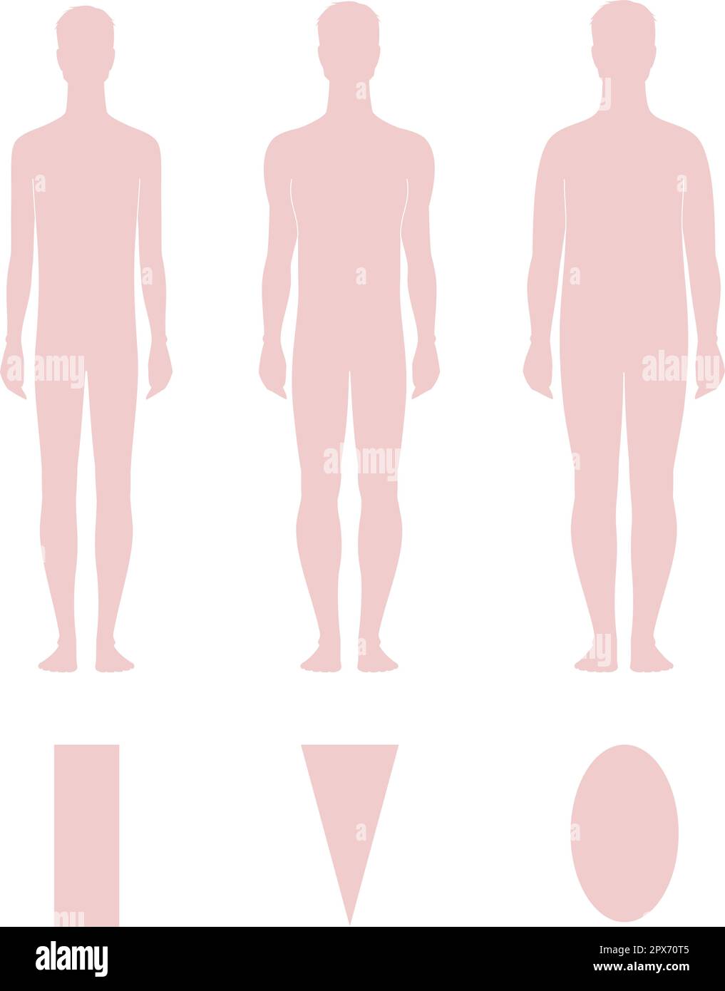 Man Figure Structure The figure of a man. Various types Stock Vector Image & Art - Alamy